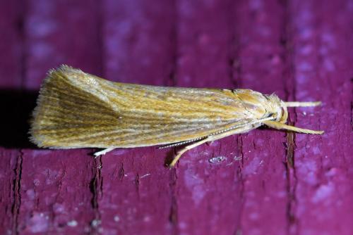 Réf. 329 857 : Orthotelia sparganella
